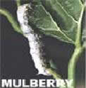 Mulbery 